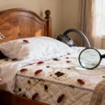 Punaises de lit : comment détecter les signes et éradiquer l'infestation sans aucun texte